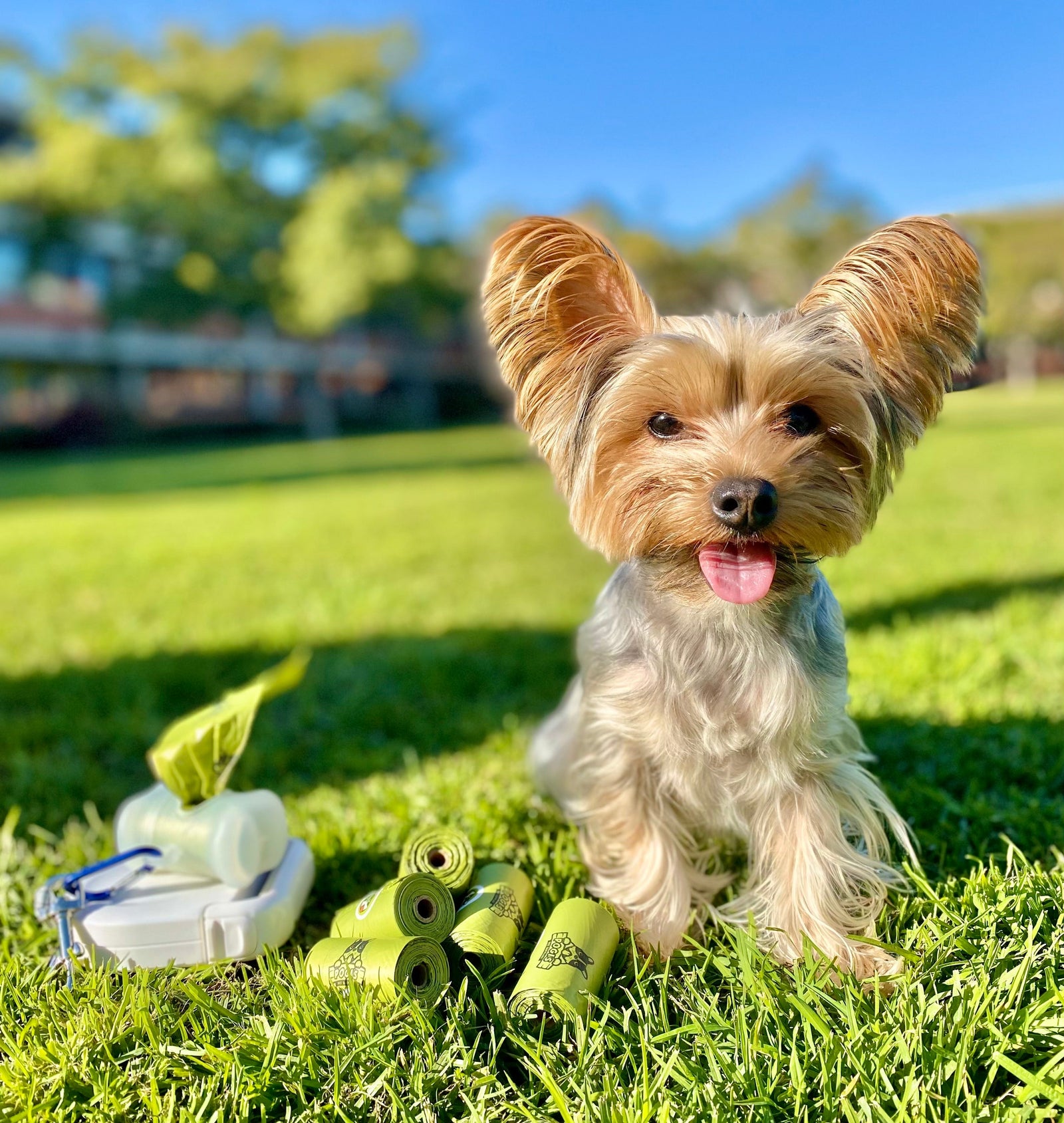 How to Choose the Best Dog Poop Bags (What Actually Matters)