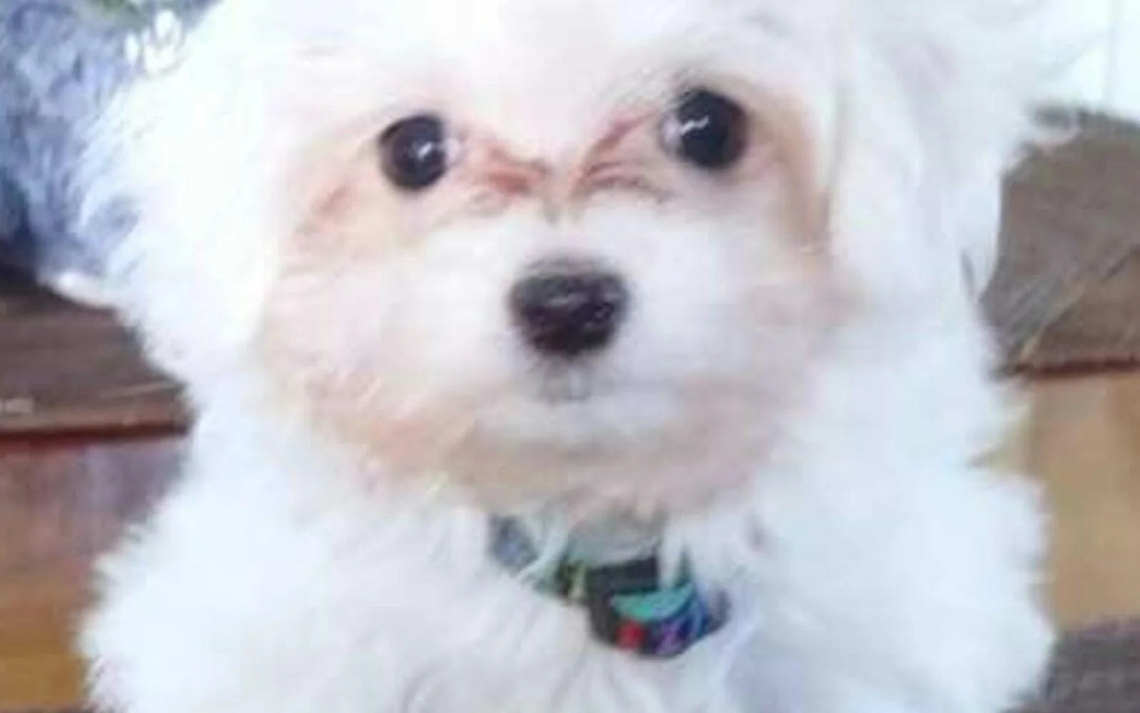 9 TOXIC Foods You Should Never Feed Your Dog