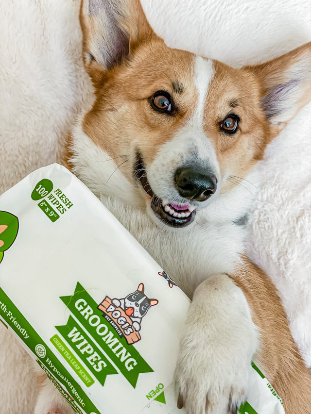 How to Wash Your Dog (and Keep Them Clean Between Baths)