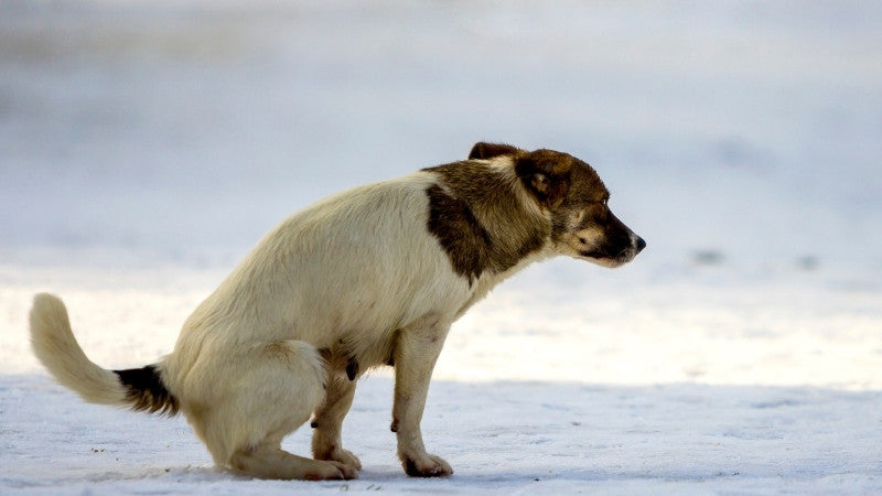 Dog pooping on snow in cold weather