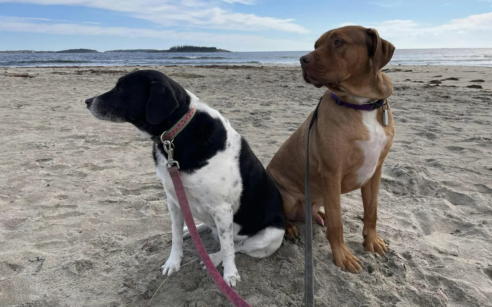 How Many Times Does a Dog Poop per Day?
