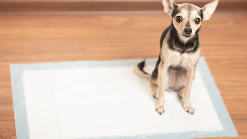 how to train puppies to use training pads