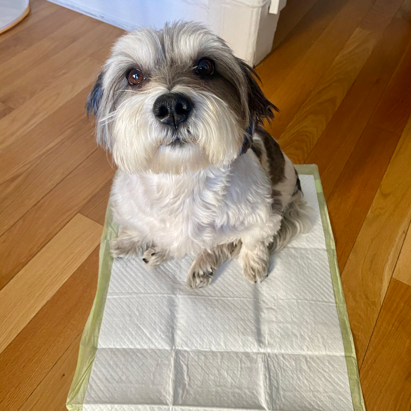 What Are Puppy Pads (Dog Pee Pads) and How Do They Work?