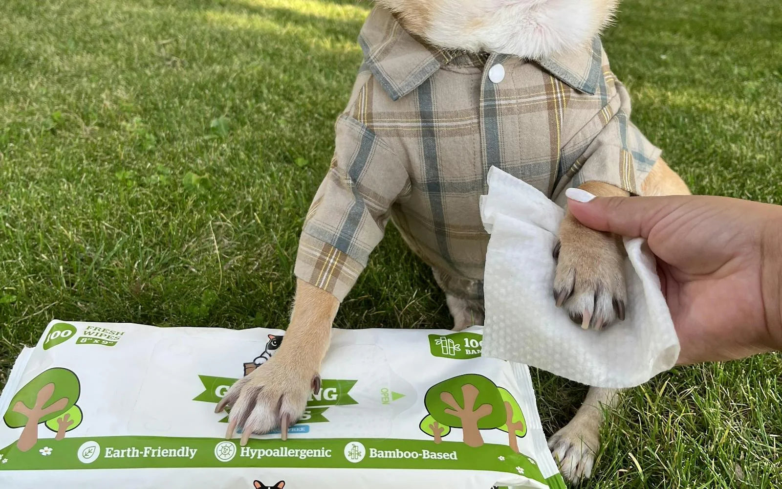The Brief Compendium of Vegetables Dogs can and can't Eat