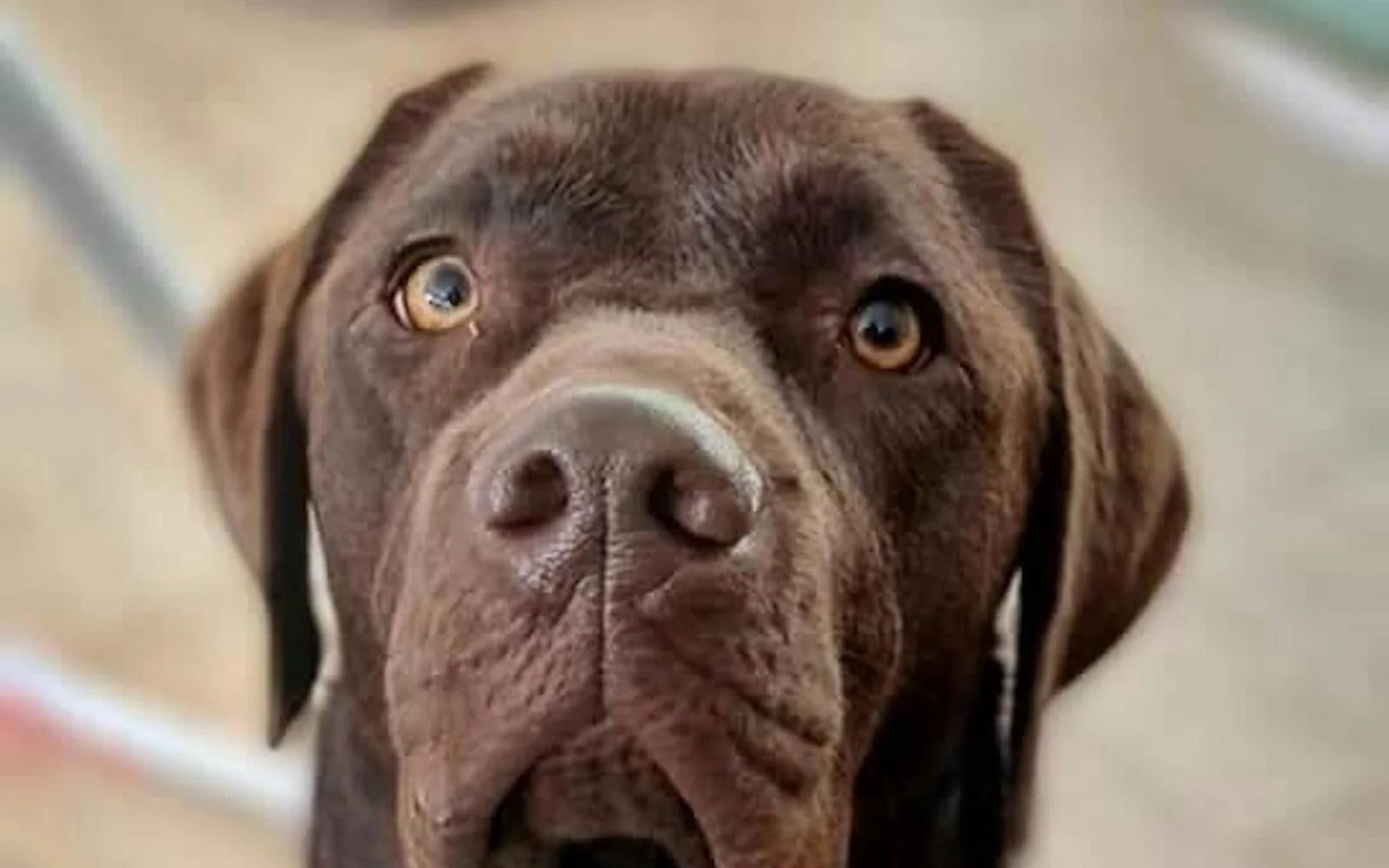 The Ultimate Dog Camping Checklist