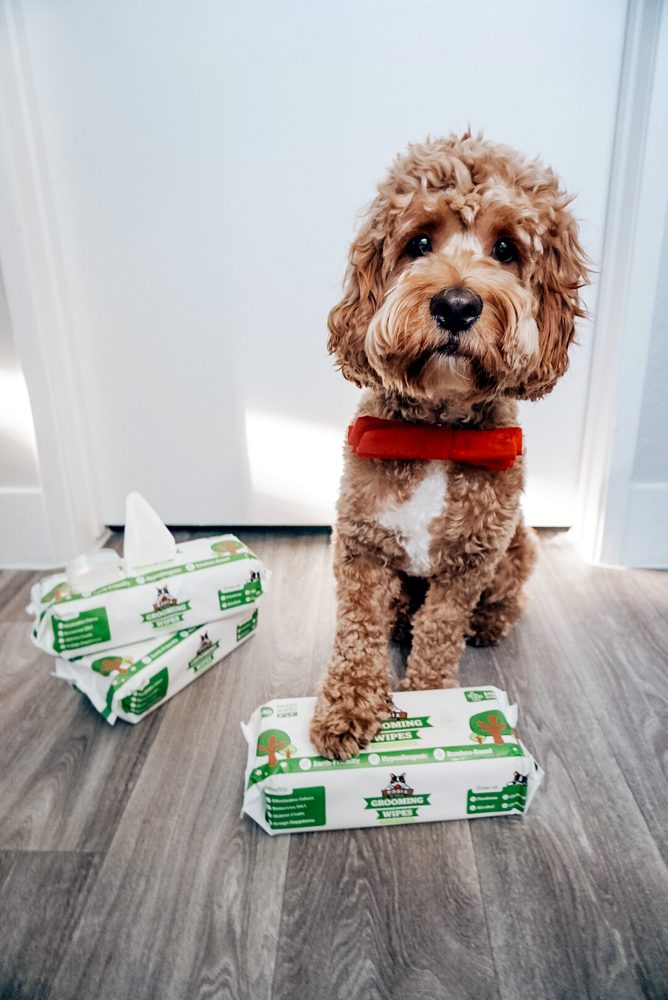 Cavapoo puppy standing on a Pogi's poop bags box
