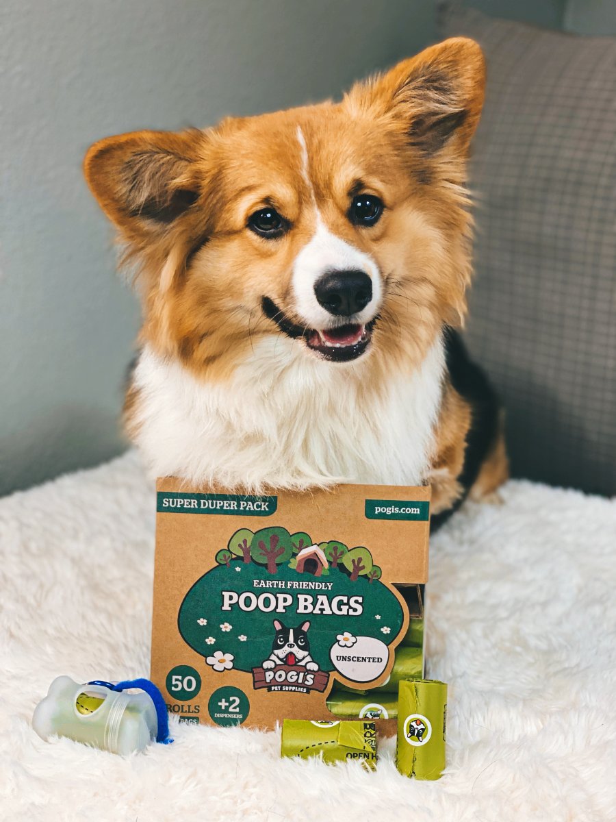 Corgi posing with a Pogi's poop bags refill box