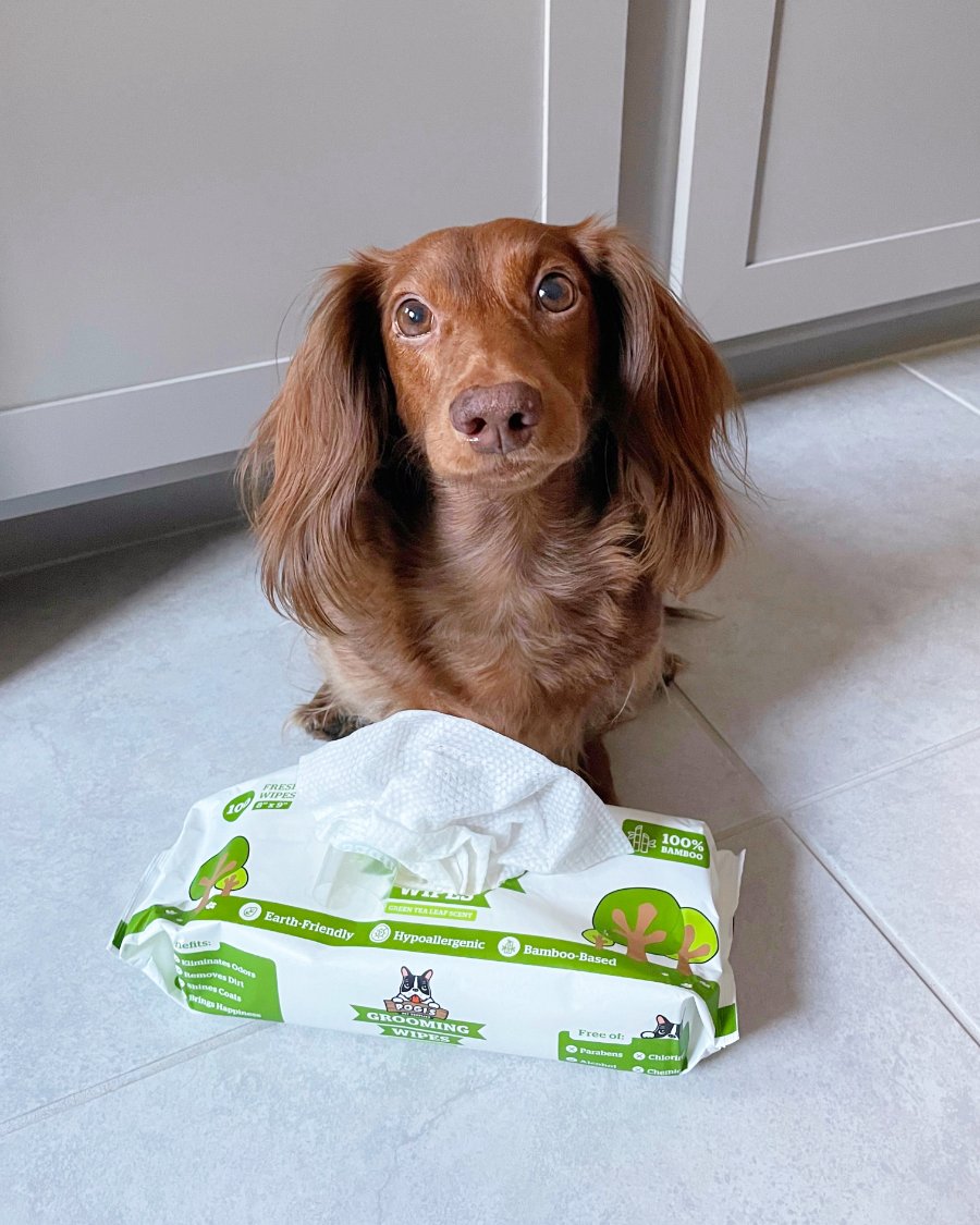 Dachshund waiting beside a pack of Pogi's grooming wipes