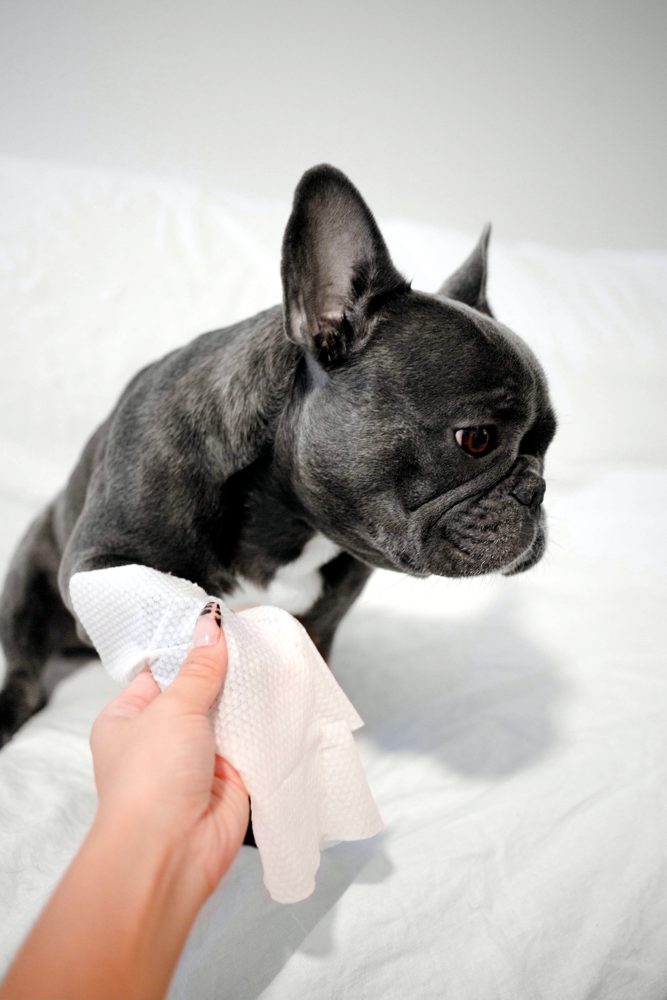French bulldog getting a paw wipe with Pogi's grooming wipes