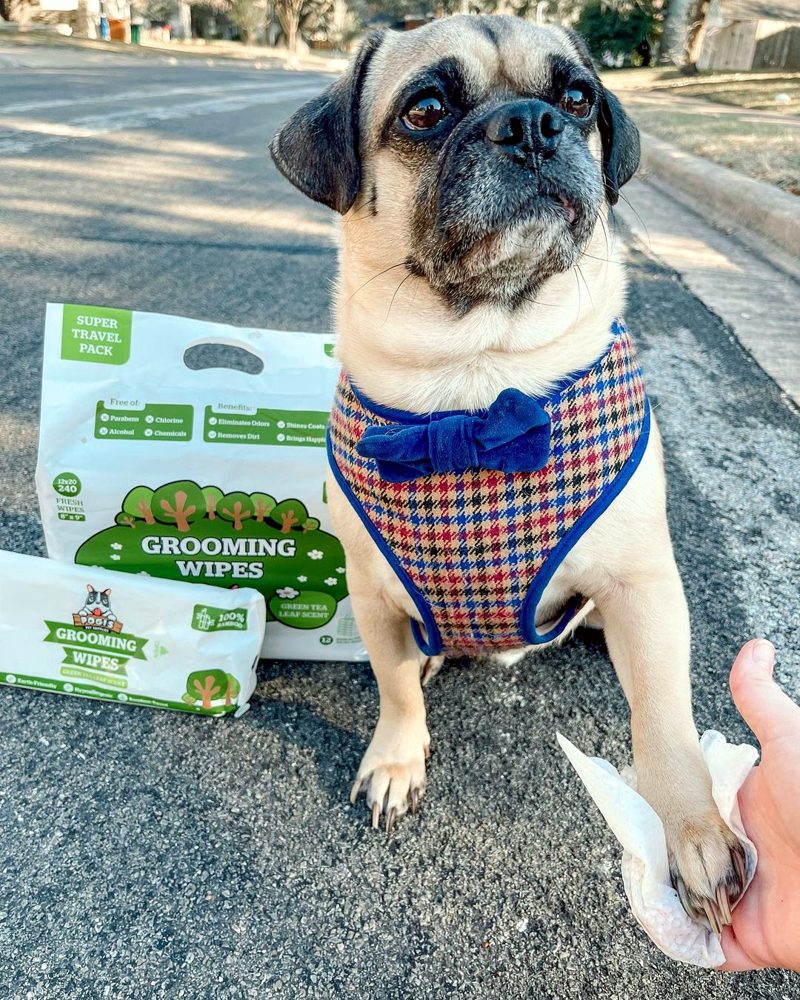 Pug in a harness next to a pack of Pogi's grooming wipes