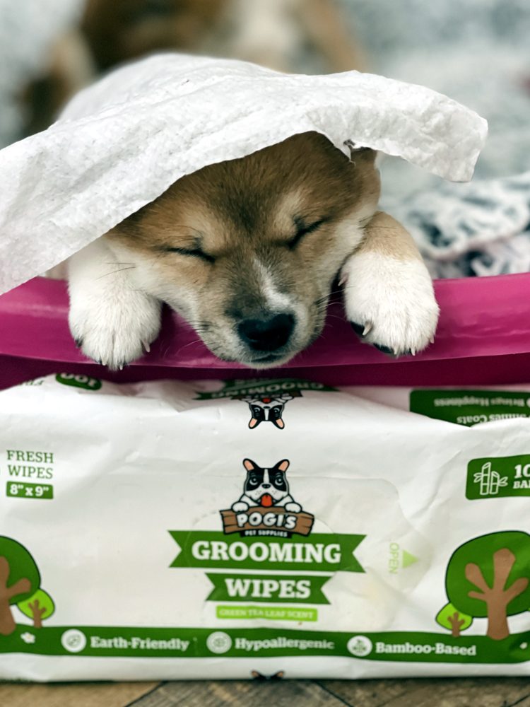 Puppy under a towel after bath time with Pogi's wipes