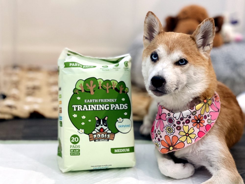 Shiba inu with a pack of Pogi's training pads