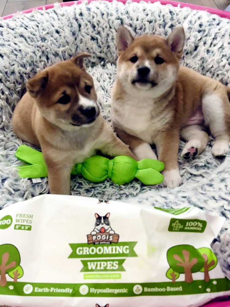 Two shiba puppies with Pogi's grooming wipes