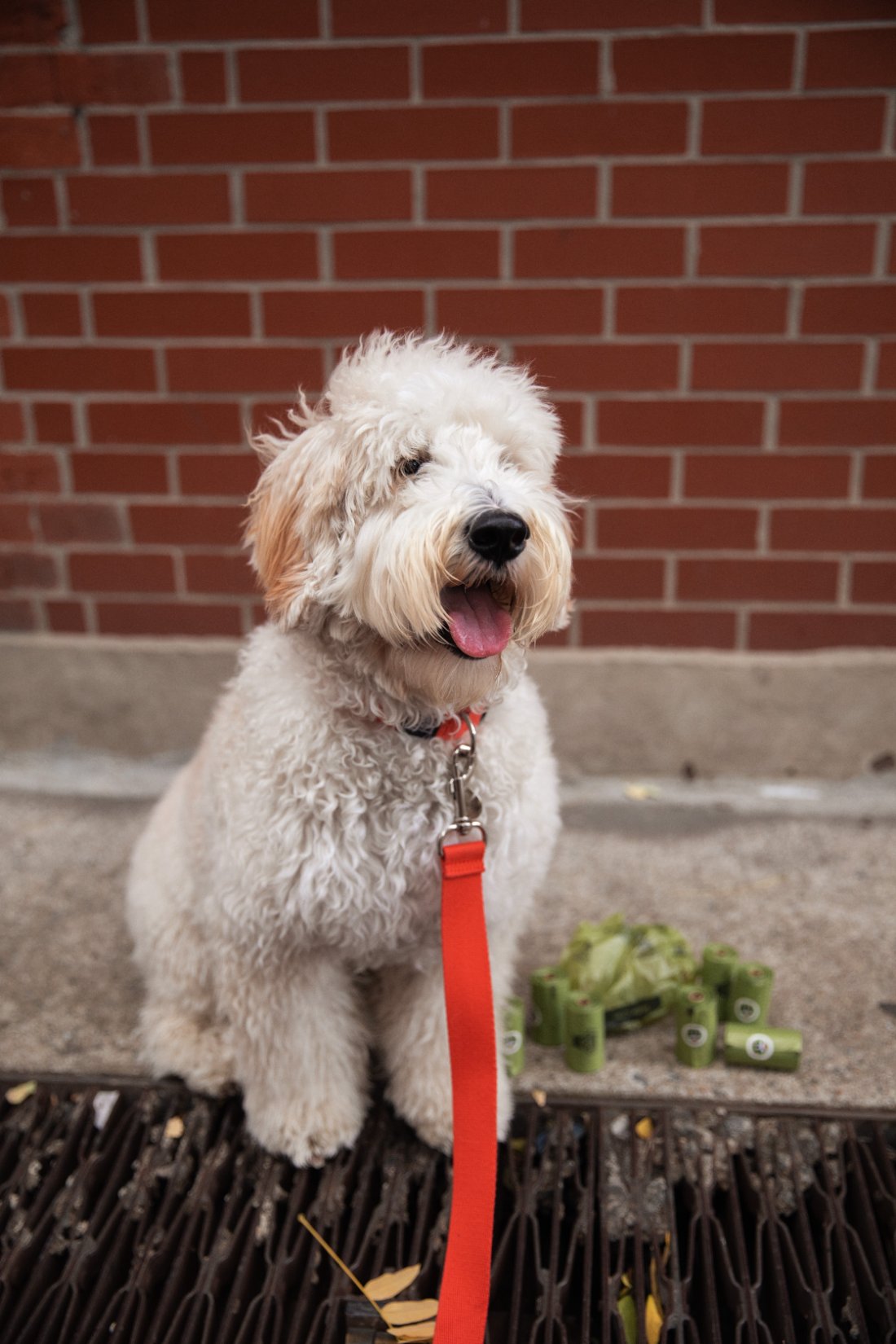 Doodle on a leash with Pogi's bag rolls on the curb