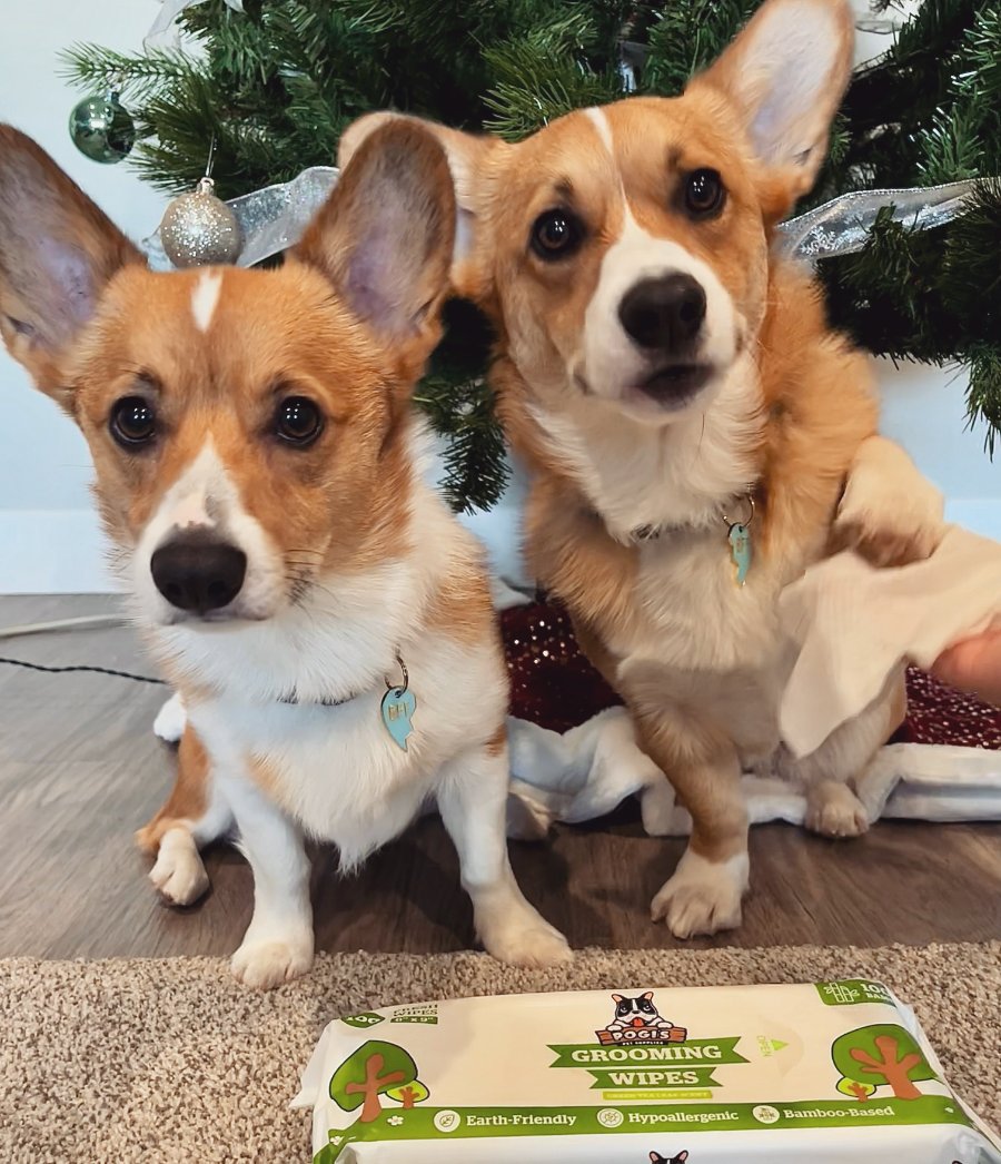 Two corgis by the tree with a pack of Pogi's grooming wipes