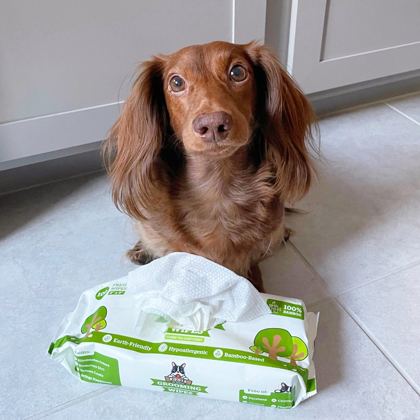 Pogi'sの犬用ウェットシートのそばで待つダックスフンド