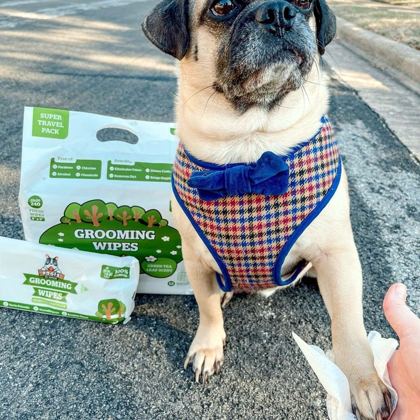 Pogi'sの犬用ウェットシートの隣で、ハーネスをつけたパグ