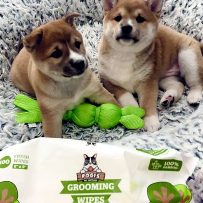 Pogi'sの犬用ウェットシートと一緒の2頭の柴犬の子犬