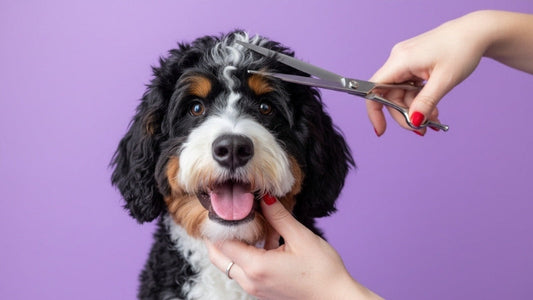 Happy Bernedoodle getting its hair trimmed with scissors.