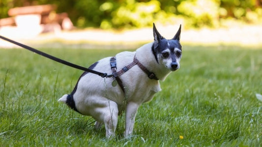 dog on leash pooping on green grass outdoors