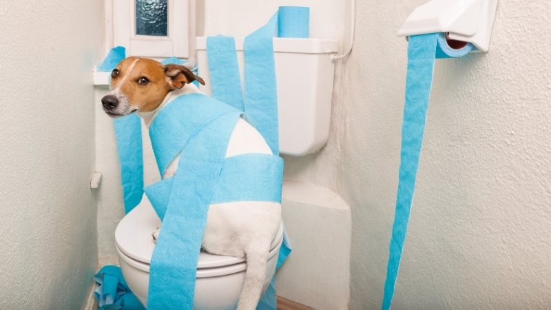 Dog wrapped in blue toilet paper sitting on toilet