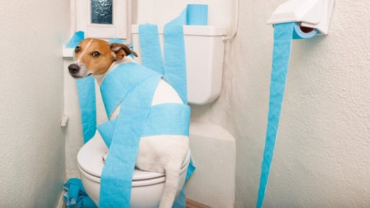 Dog wrapped in blue toilet paper sitting on toilet