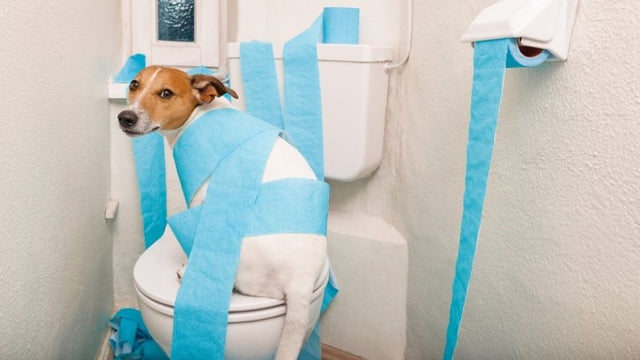Dog wrapped in blue toilet paper sitting on toilet