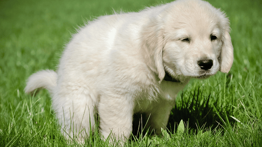The Ultimate Guide to Dog Potty Training (Step-by-Step + Tips)