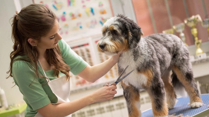 Groomer trimming Aussiedoodle dog’s fur on grooming table