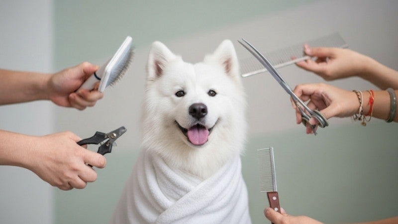 Samoyed dog wrapped in towel surrounded by grooming tools