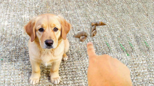 Person pointing at dog poop next to guilty-looking puppy.