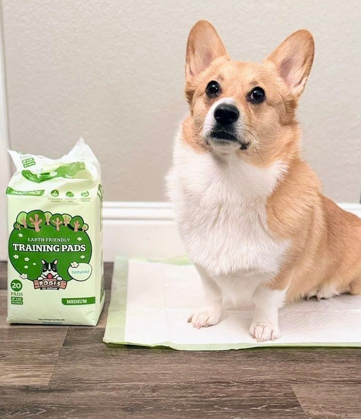 How Long Does It Take To House Train A Puppy?