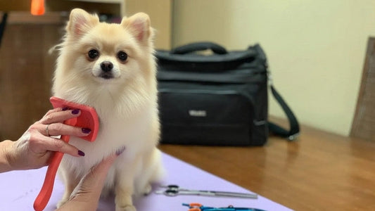 rushing a small Pomeranian dog with a red brush