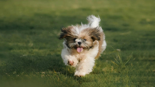 Shih Tzu puppy running happily across green grassy field.