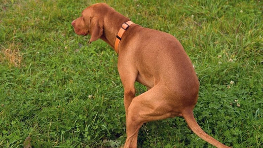 Dog pooping on green grass outdoors