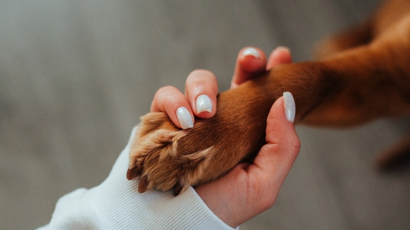 Hand gently holding a dog’s paw with care.
