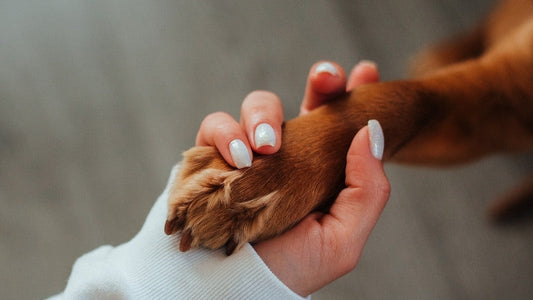 Hand gently holding a dog’s paw with care.