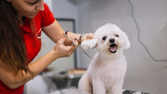 Professional groomer carefully trims happy white dog's ear hair.