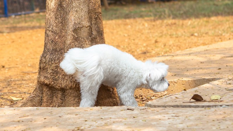 White fluffy dog peeing on tree in park area.        1.9s