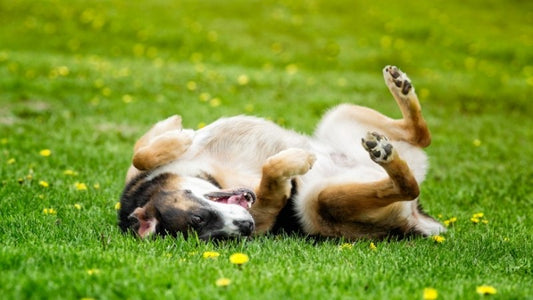 Dog rolling playfully on green grass surrounded by small yellow flowers