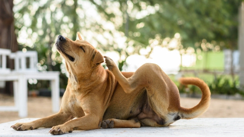 Brown dog scratching itself outdoors on a wooden surface