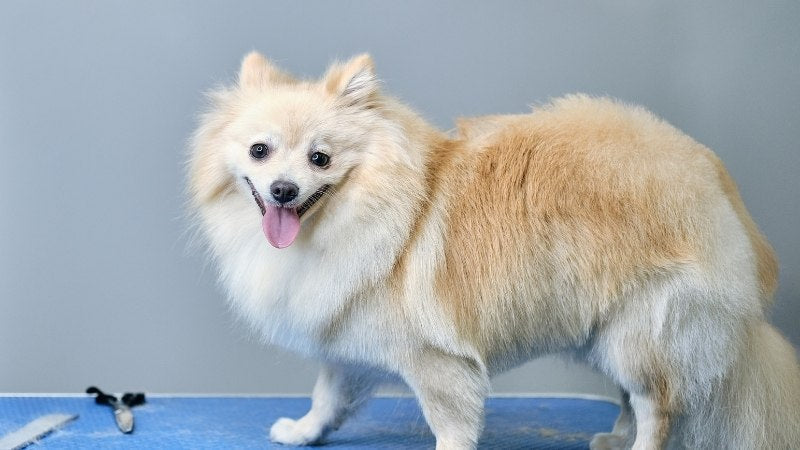Light-colored fluffy dog standing on grooming table, smiling.