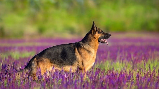 German Shepherd standing in purple flower field outdoors.