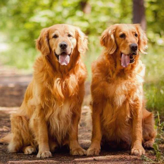 The Simple, Can’t-Miss Guide on Training A Golden Retriever