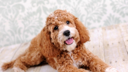 Adorable brown Cockapoo lying on wooden floor smiling at camera.