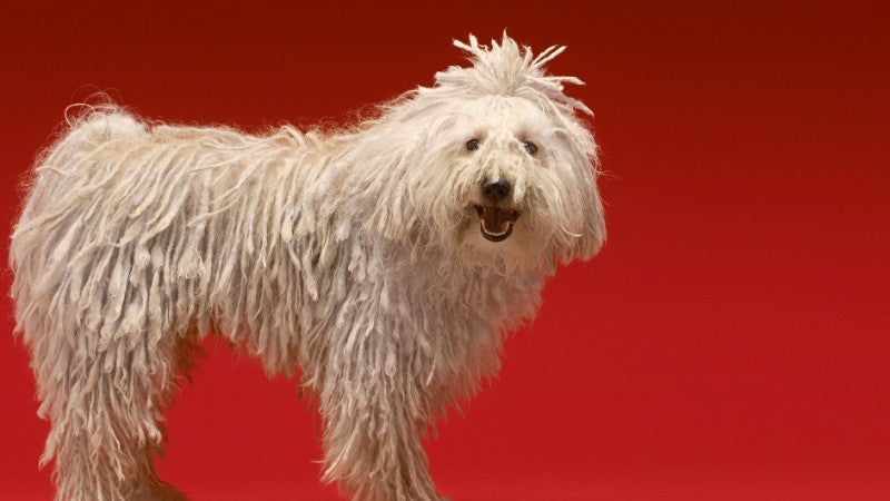 Komondor dog with long corded coat standing on red background