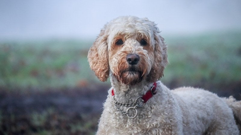Cream-colored Labradoodle dog standing outdoors on a misty field.