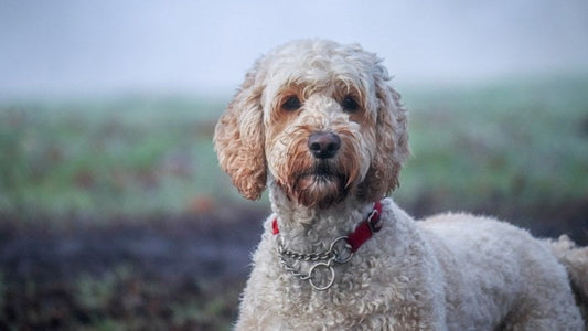 Cream-colored Labradoodle dog standing outdoors on a misty field.