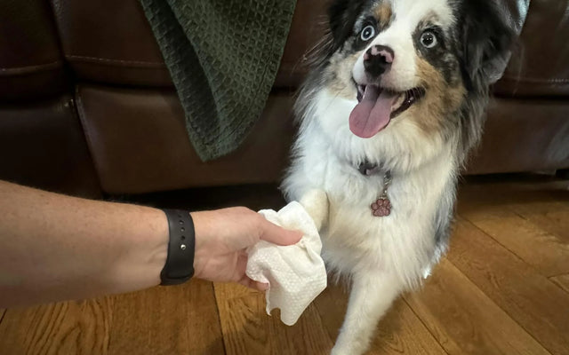 Dog clean and fresh after a grooming wipe