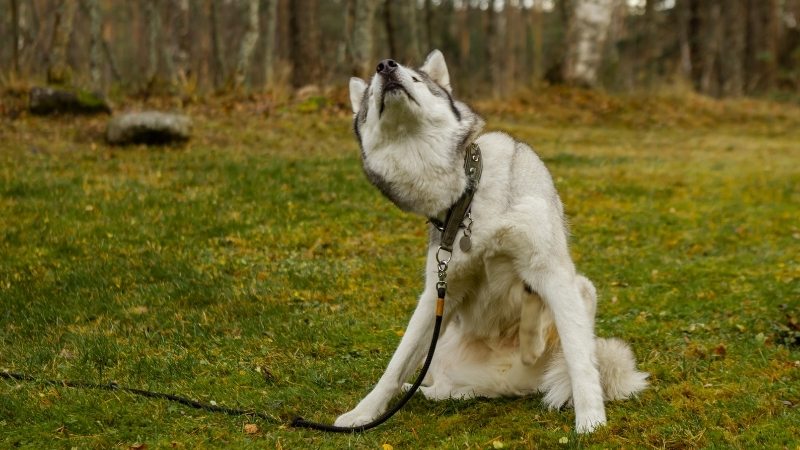 Husky scratching neck with paw while sitting on grassy ground